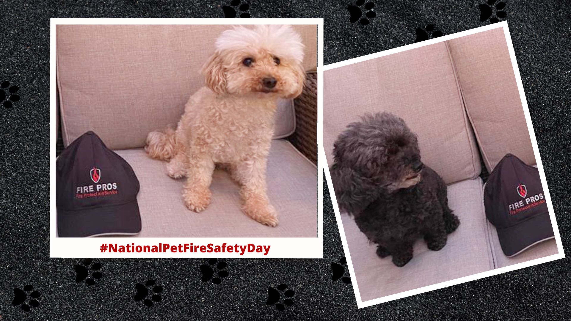 Celebrating National Pet Fire Safety Day